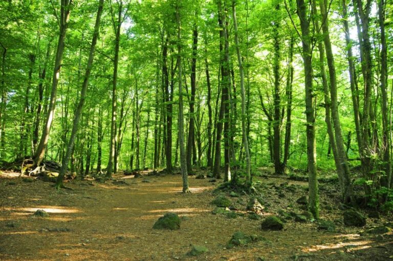 Descubre la belleza natural de La Fageda d’en Jorda en Cataluña.