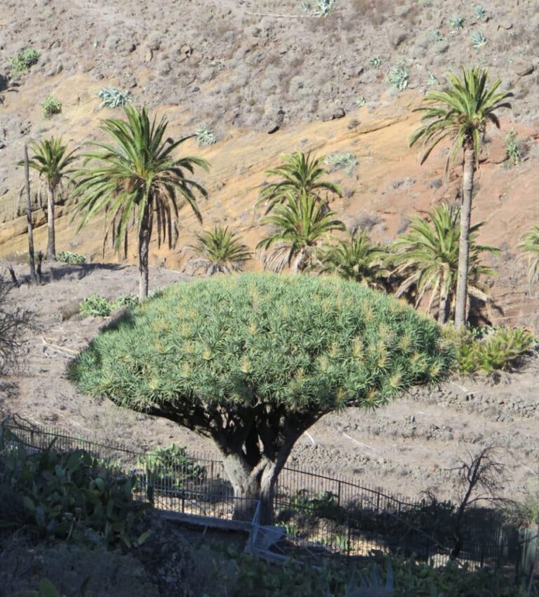 El mítico Drago de Agalan: un símbolo de la historia gomera