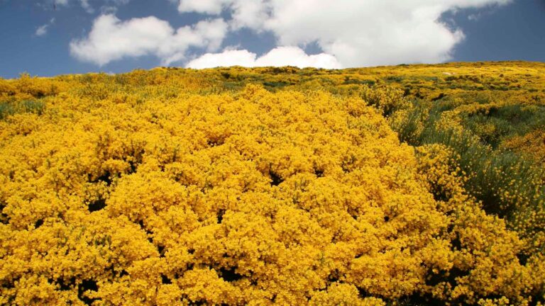 Esplendor primaveral en la Sierra de Gredos: la floración del piorno