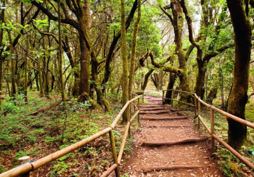 Explorando la belleza natural de Garajonay a través del senderismo.