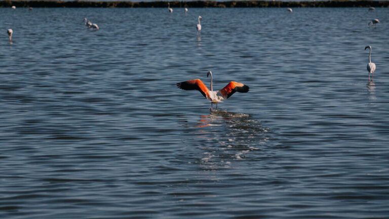 Explorando los tesoros naturales y culturales de la Comarca de Metropolitana de Huelva.