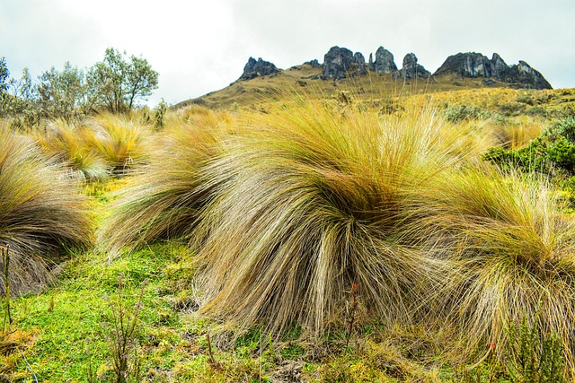 Explora la emoción y la naturaleza en los parques de aventura arbórea en Cataluña