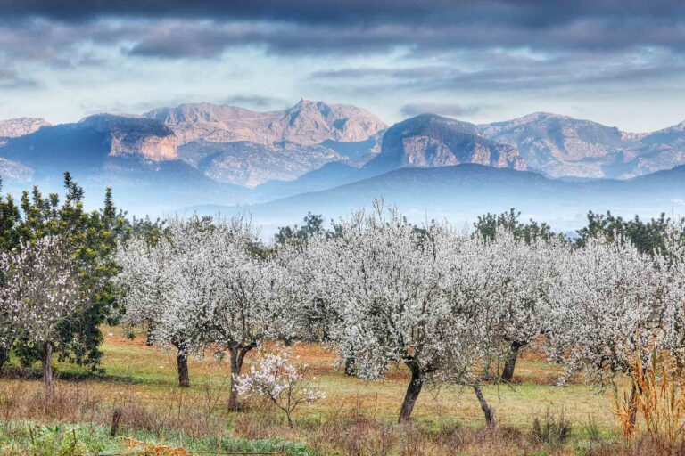 La belleza de la primavera florece en la tierra gallega.