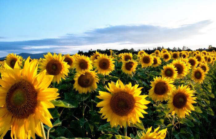 La belleza de los campos de girasoles en España durante el verano.