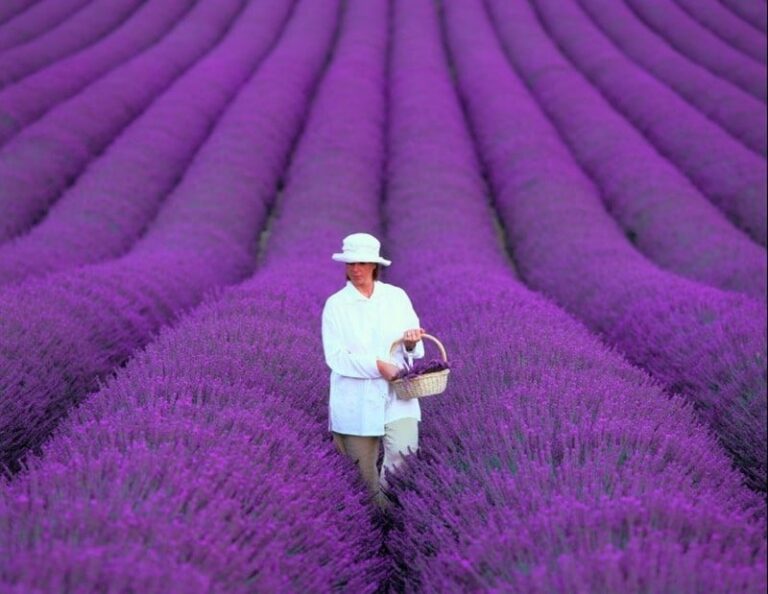 La belleza etérea de los campos de lavanda: un deleite visual.