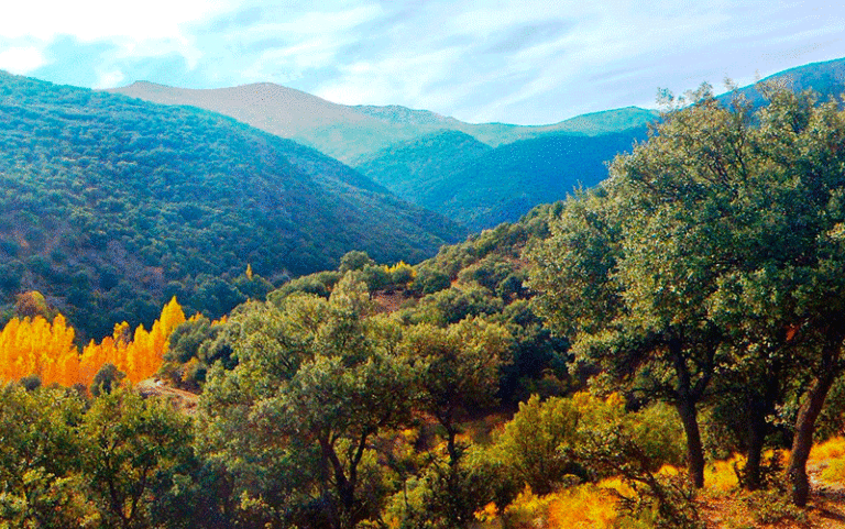 La magia de los bosques otoñales en España: un espectáculo natural