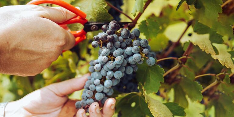 La tradición y el arte de la recogida de la uva en España