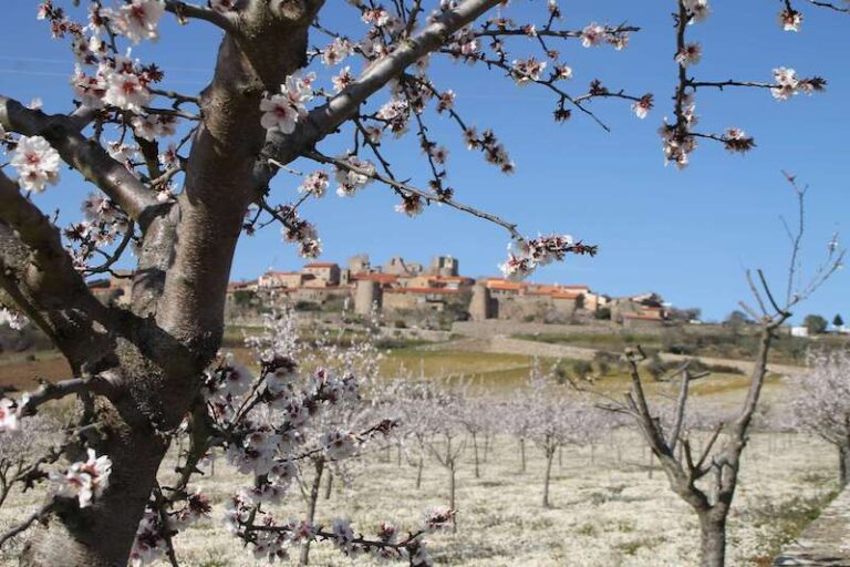 Los hermosos almendros en flor de Figueira De Castelo Rodrigo.