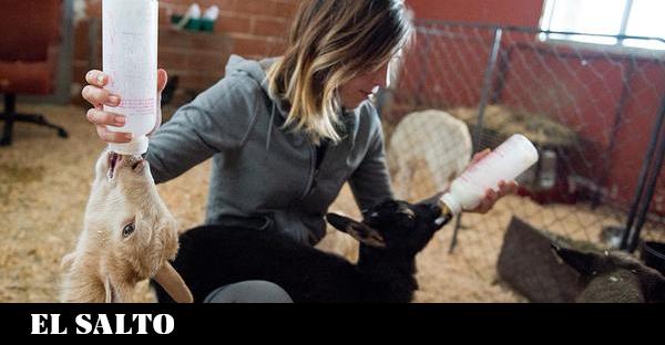 Los santuarios de animales: refugios seguros para proteger a los animales necesitados.