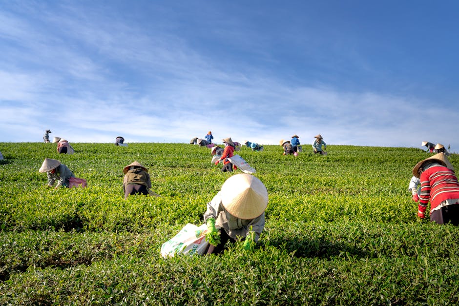 Los Impactos Negativos de Monsanto en las Comunidades Rurales.