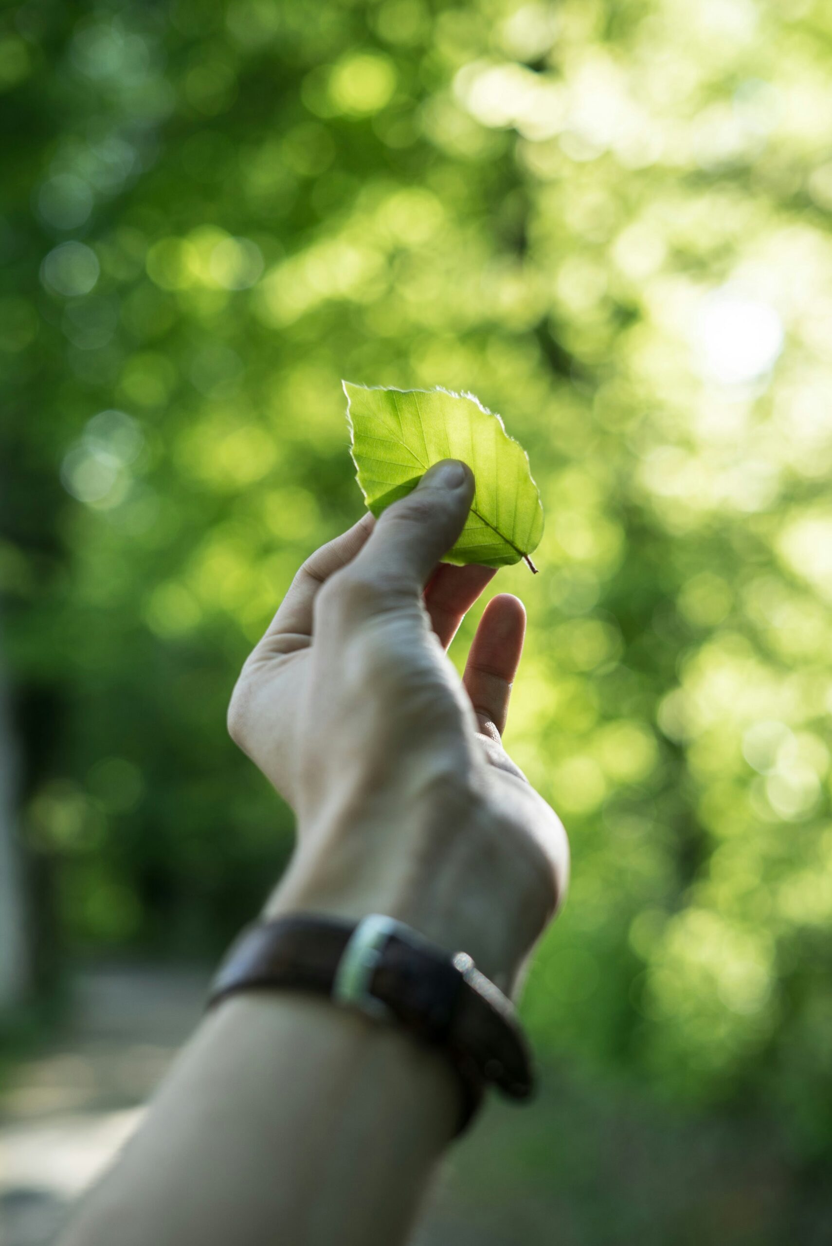 Estrellas Verdes: La Clave Para Un Alojamiento Sostenible y Consciente.