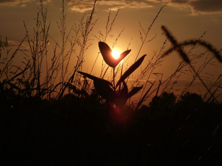La belleza de la primavera florece en Asturias, España.