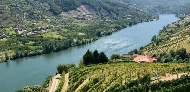 Una experiencia única: la vendimia en el Valle del Duero.